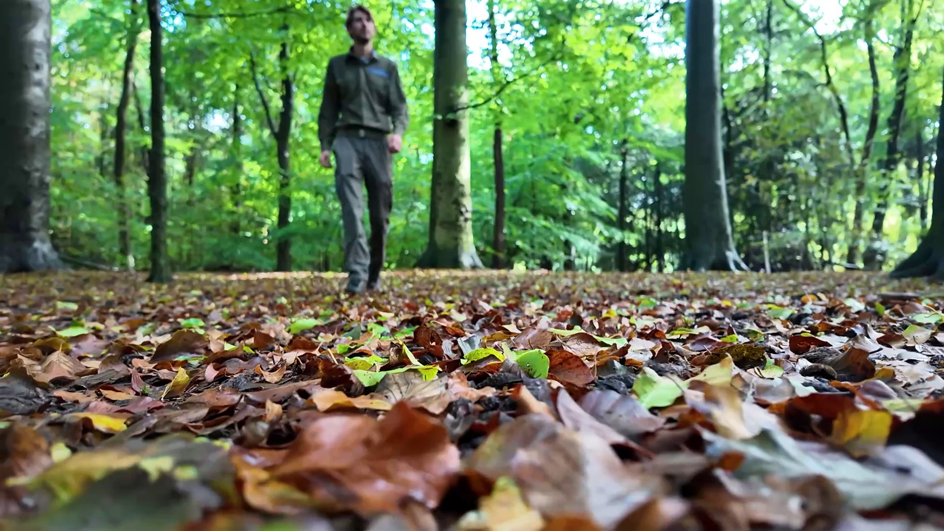 Man wandelt door een bos, met een tapijt van herfstbladeren op de voorgrond en groene bomen op de achtergrond