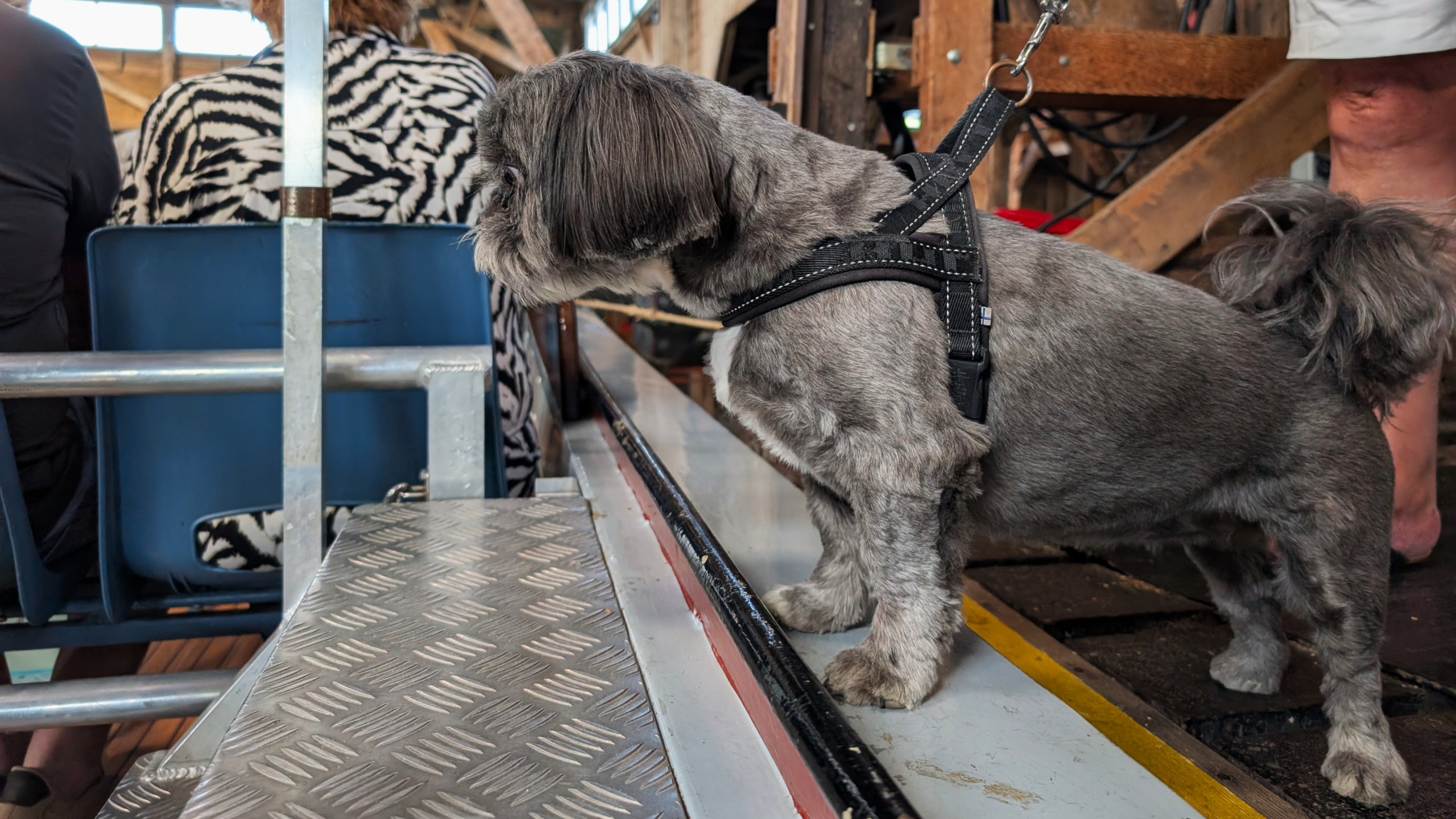 Grijze hond met tuigje staat op een metalen rand en kijkt naar zitplaatsen in een houten interieur