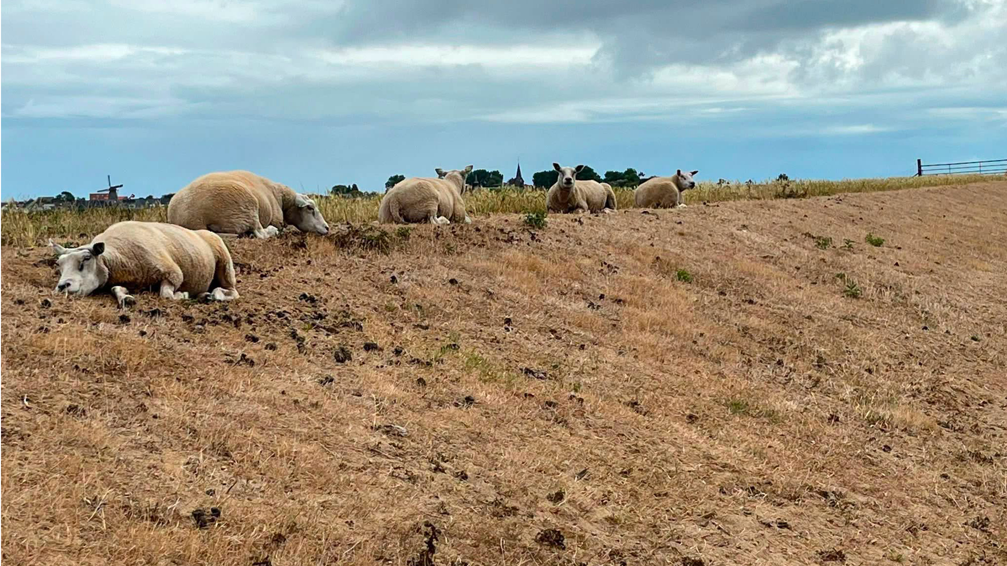 Vijf schapen liggen te rusten op een droge helling in een weiland, met bewolkte lucht en dorp in de verte