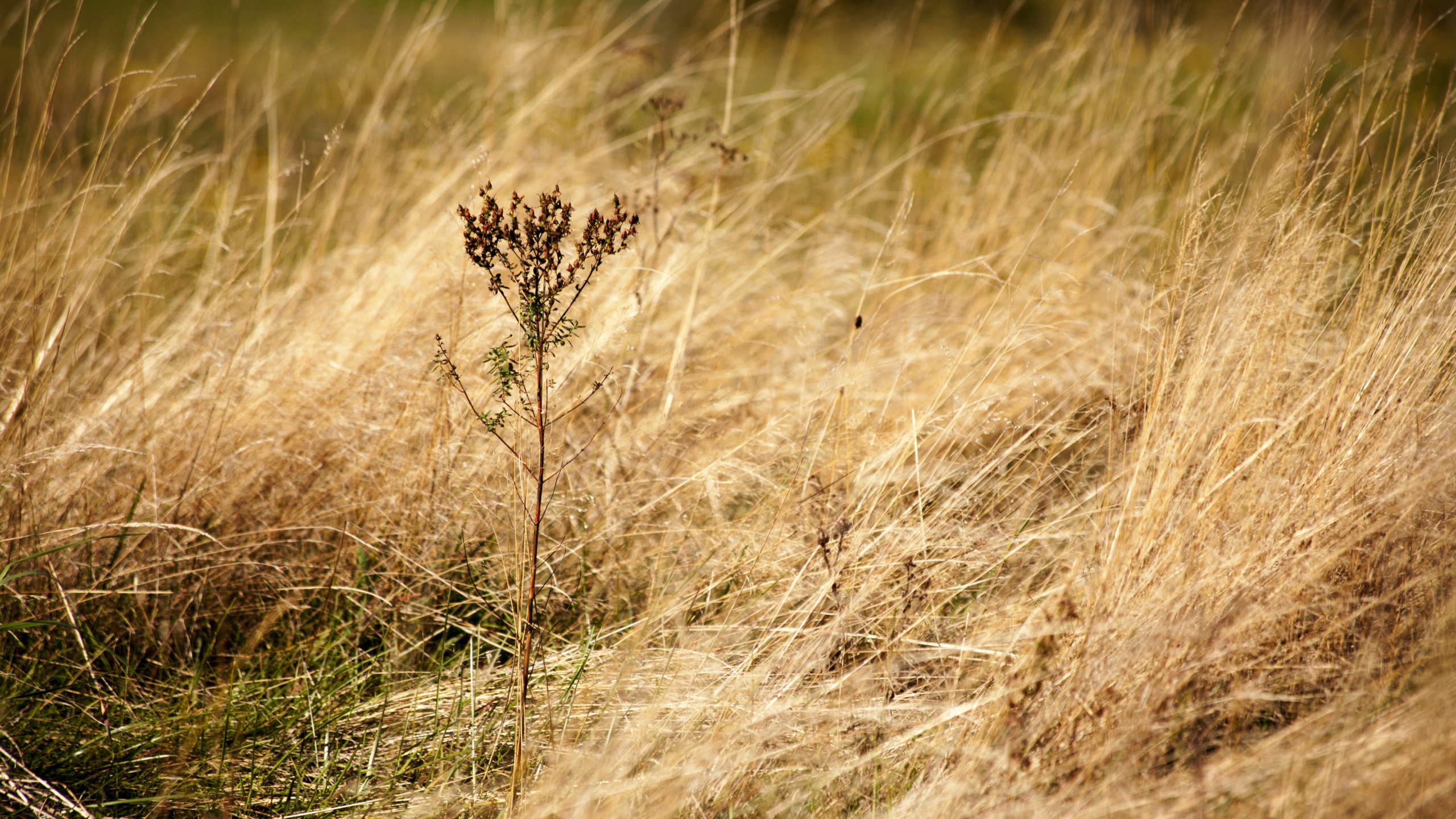 Een eenzame, verdorde plant met zaadpluimen tussen hoog, goudkleurig gras in een winderig veld