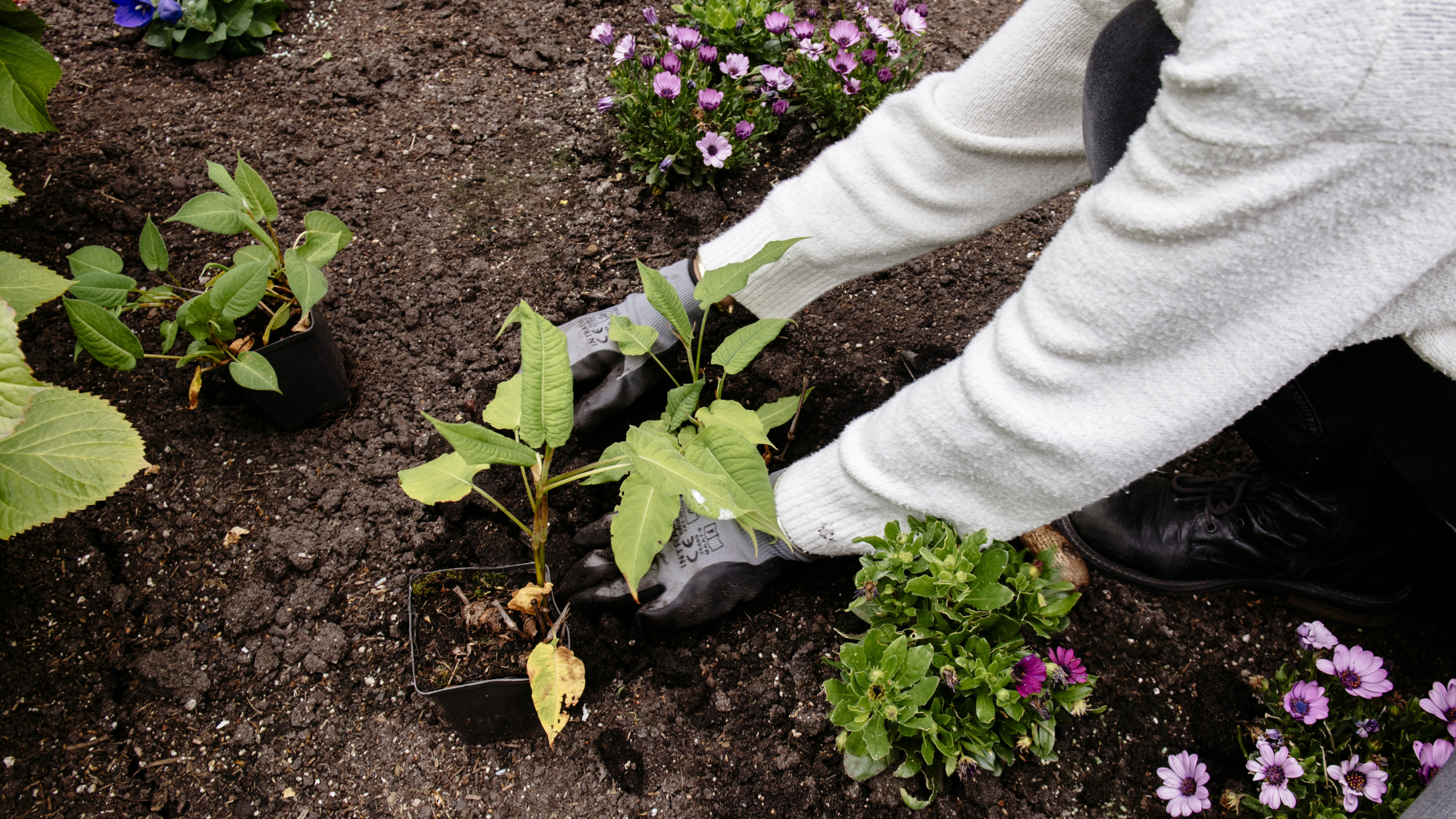 Tuinier met handschoenen plant een jonge groene plant in donkere aarde, omringd door paarse bloemen