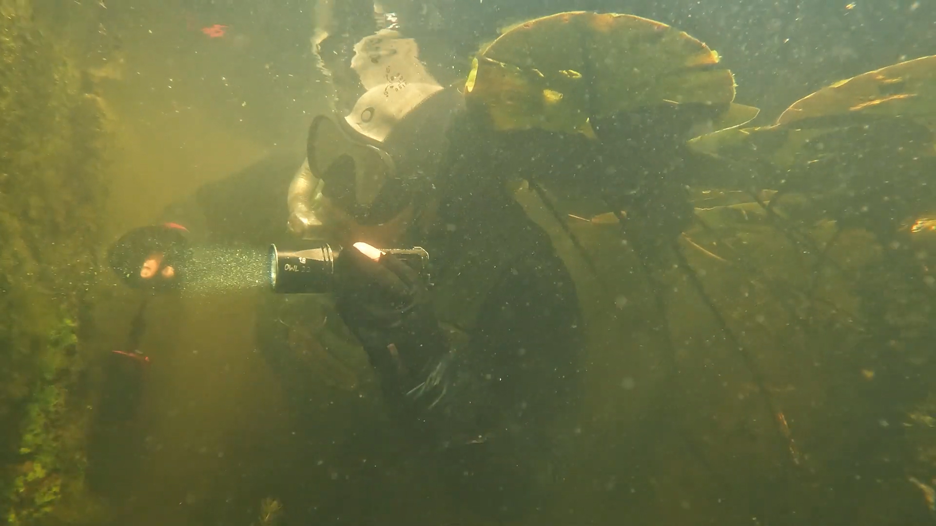Duiker onder water met duiklamp, omgeven door waterplanten in troebel groen water