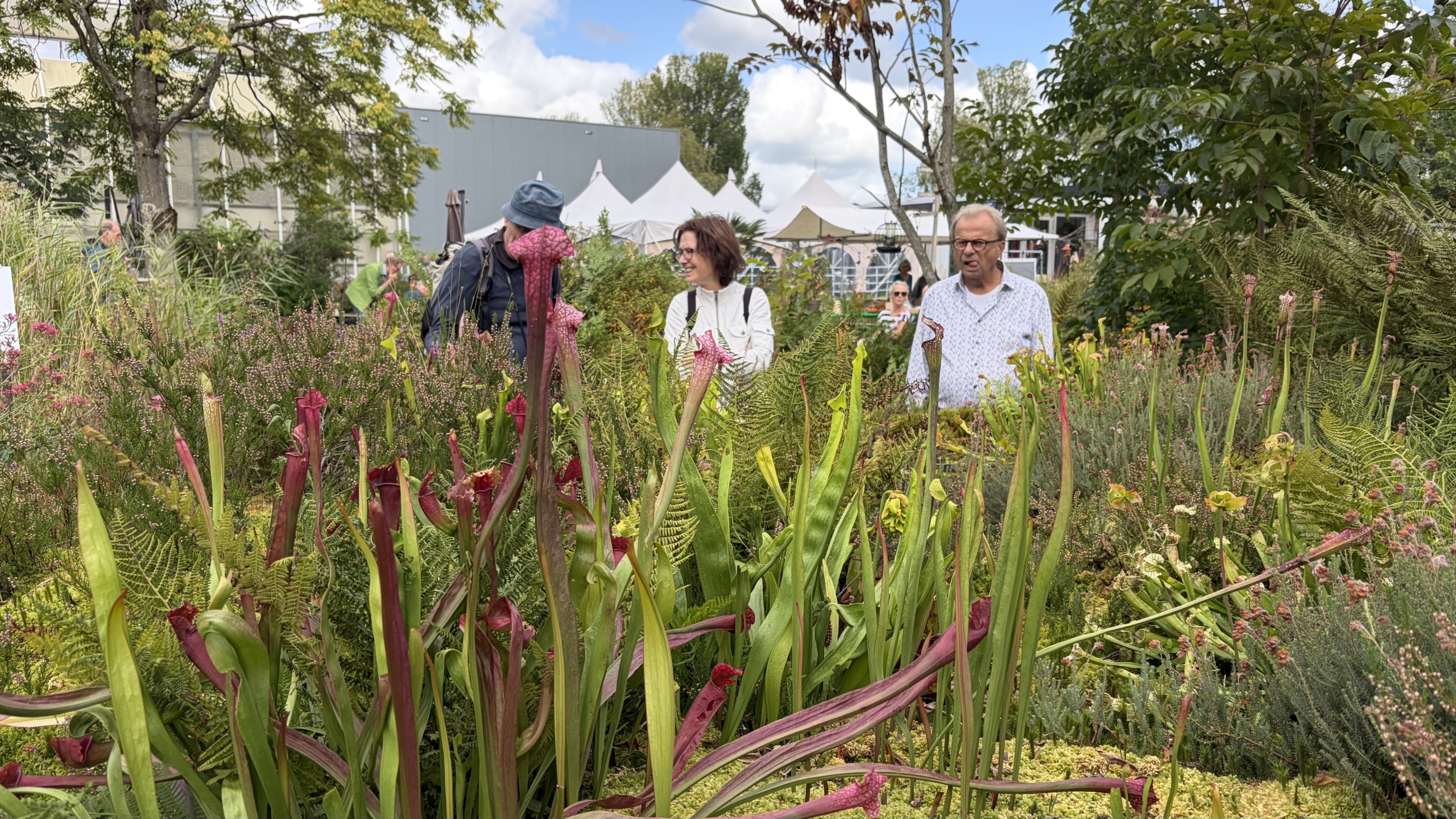 Bezoekers lopen langs een weelderige tuinborder met vleesetende bekerplanten, varens en heide, met witte tenten op de achtergrond