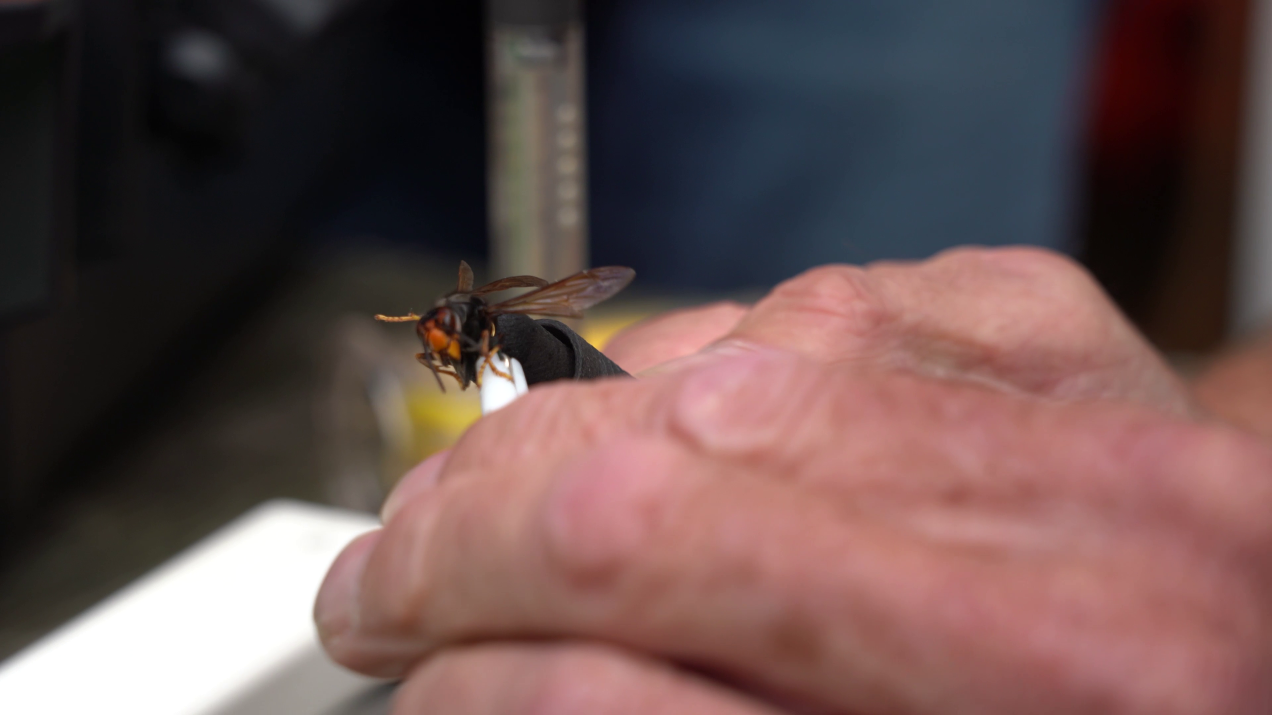 Close-up van een hoornaar met oranje kop op een zwart object boven een hand, met wazige achtergrond