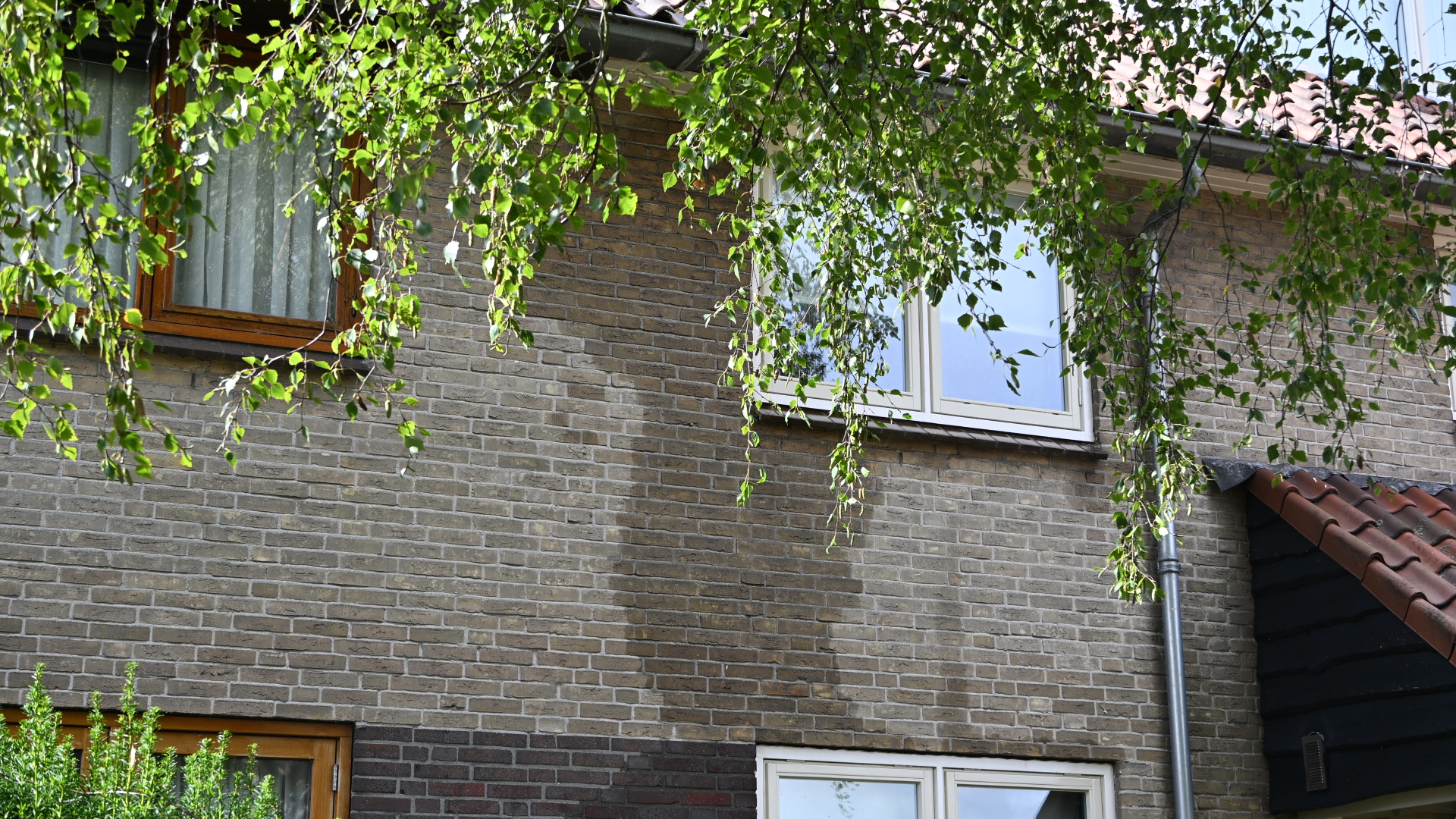 Bakstenen gevel van een huis met ramen, regenpijp en overhangende groene boomtakken