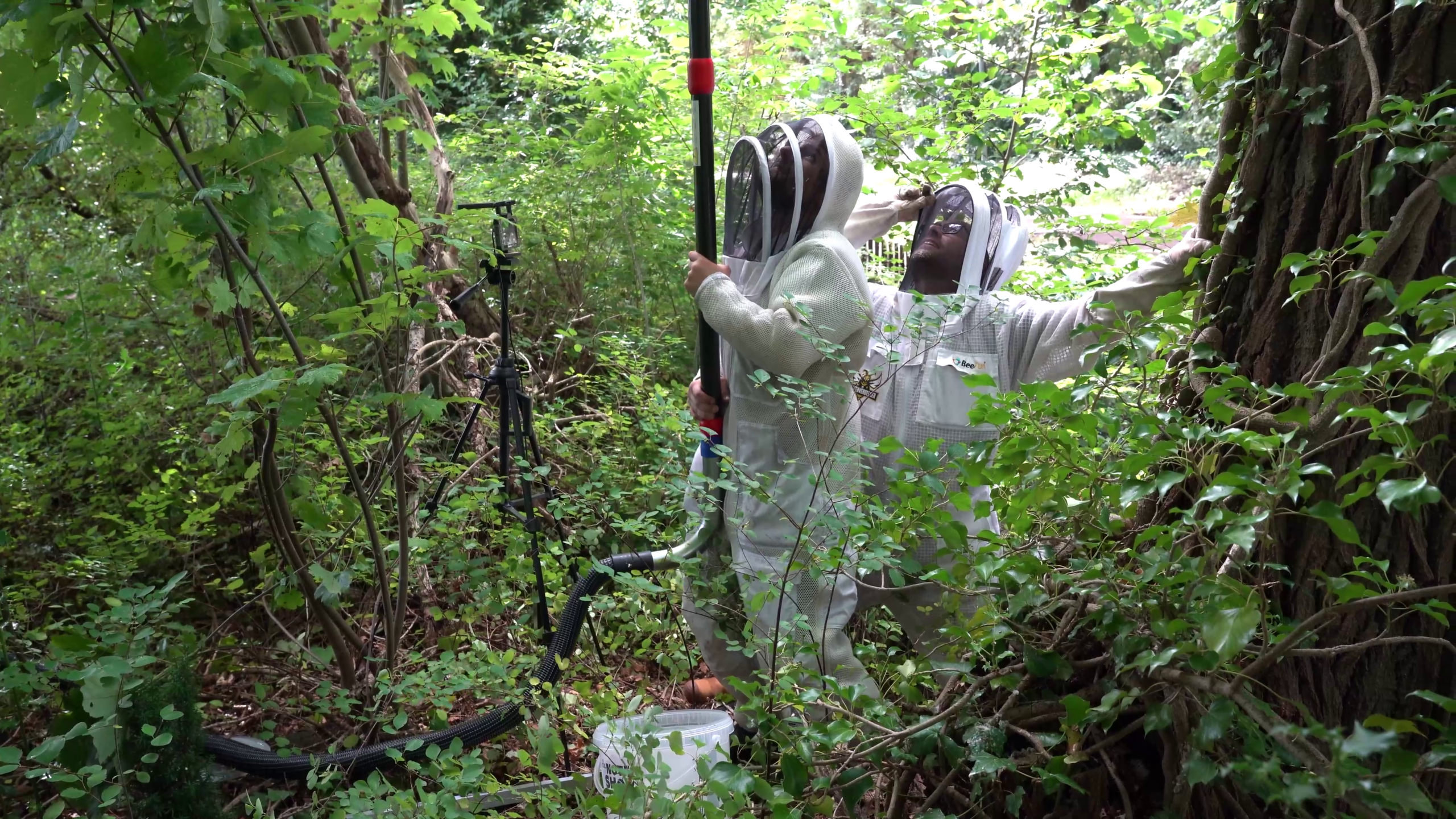 Twee imkers in beschermpakken inspecteren een bijennest in een boom in dicht bos, met lange stok en emmer
