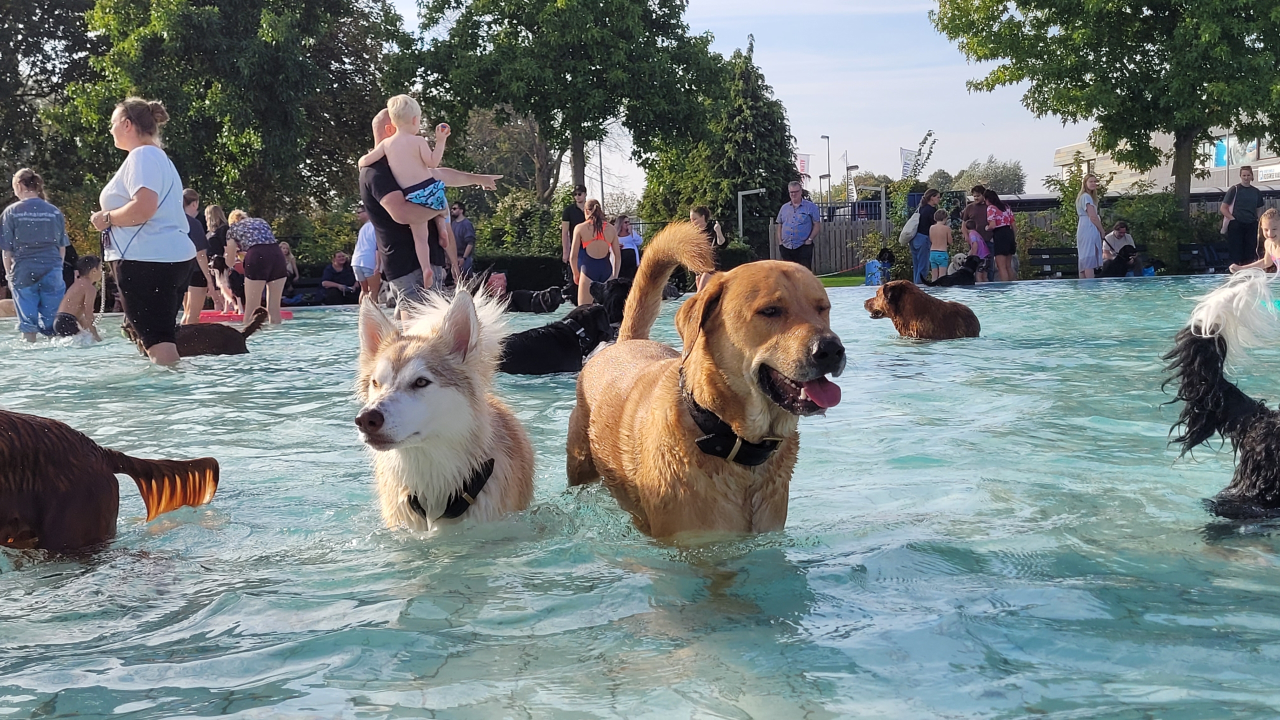 Twee honden staan in een ondiep zwembad tussen andere honden en mensen op een zonnige dag