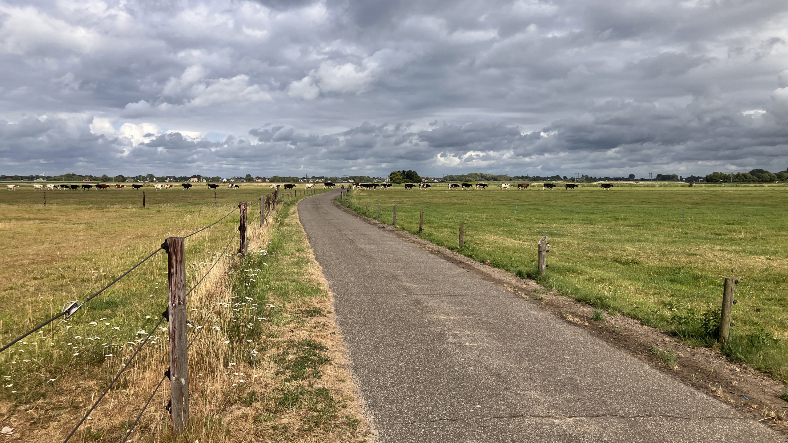 Smal landweggetje door weilanden met grazende koeien, onder een donkere wolkenlucht