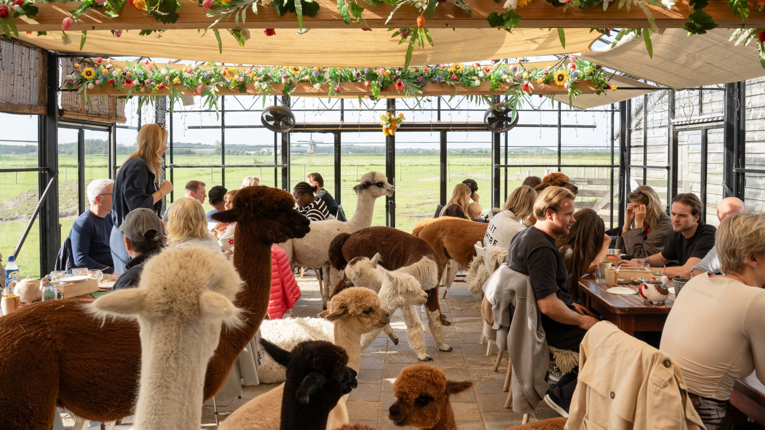 Mensen eten aan lange tafels in een kas, terwijl meerdere alpaca’s tussen de stoelen rondlopen