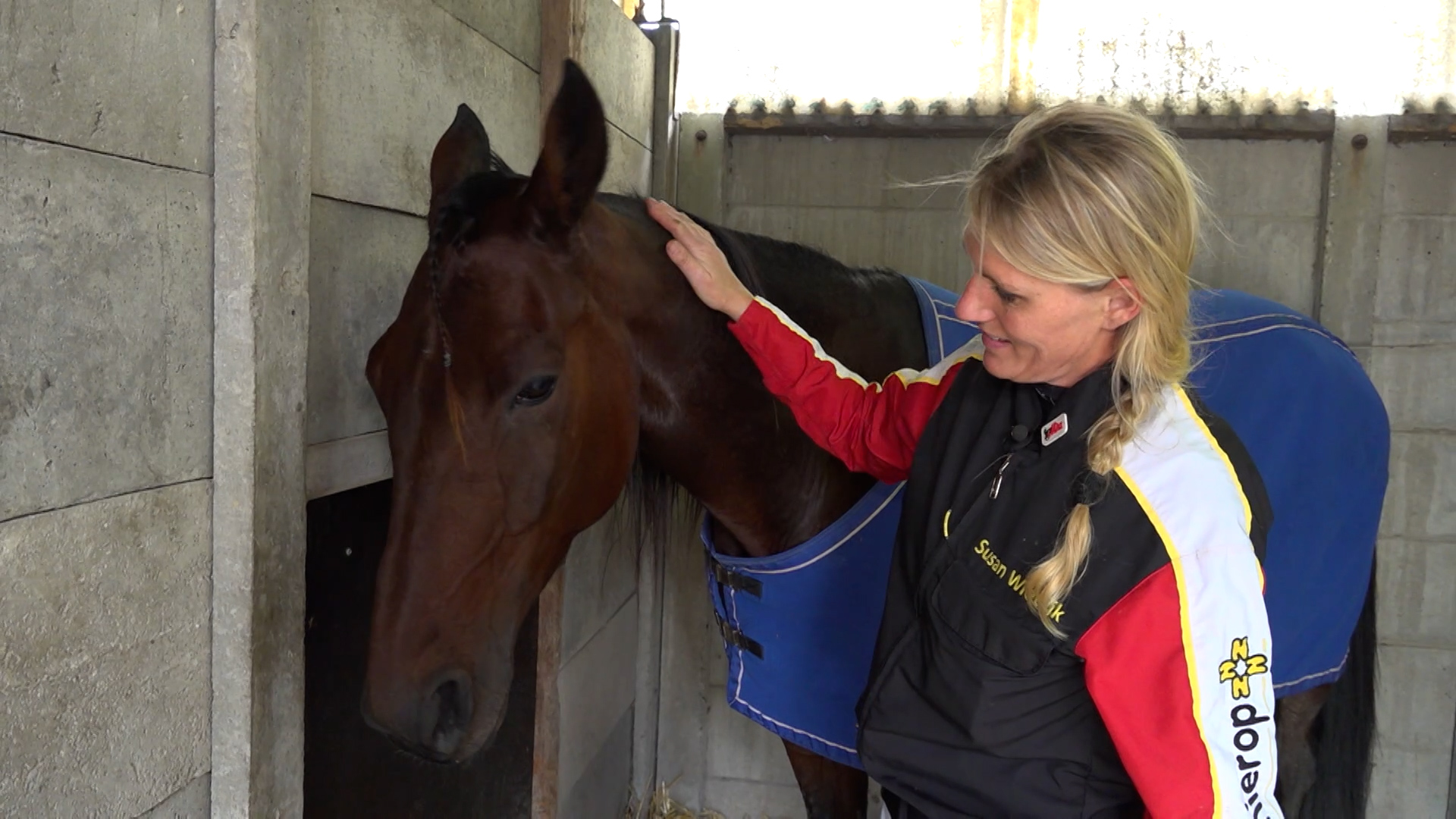 Vrouw aait een bruin paard met blauwe deken in een paardenstal