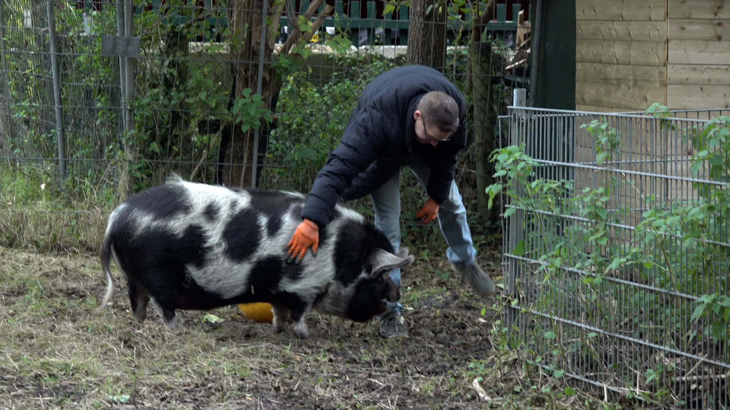 Man in jas en handschoenen aait een zwart-wit varken in een omheind modderig verblijf