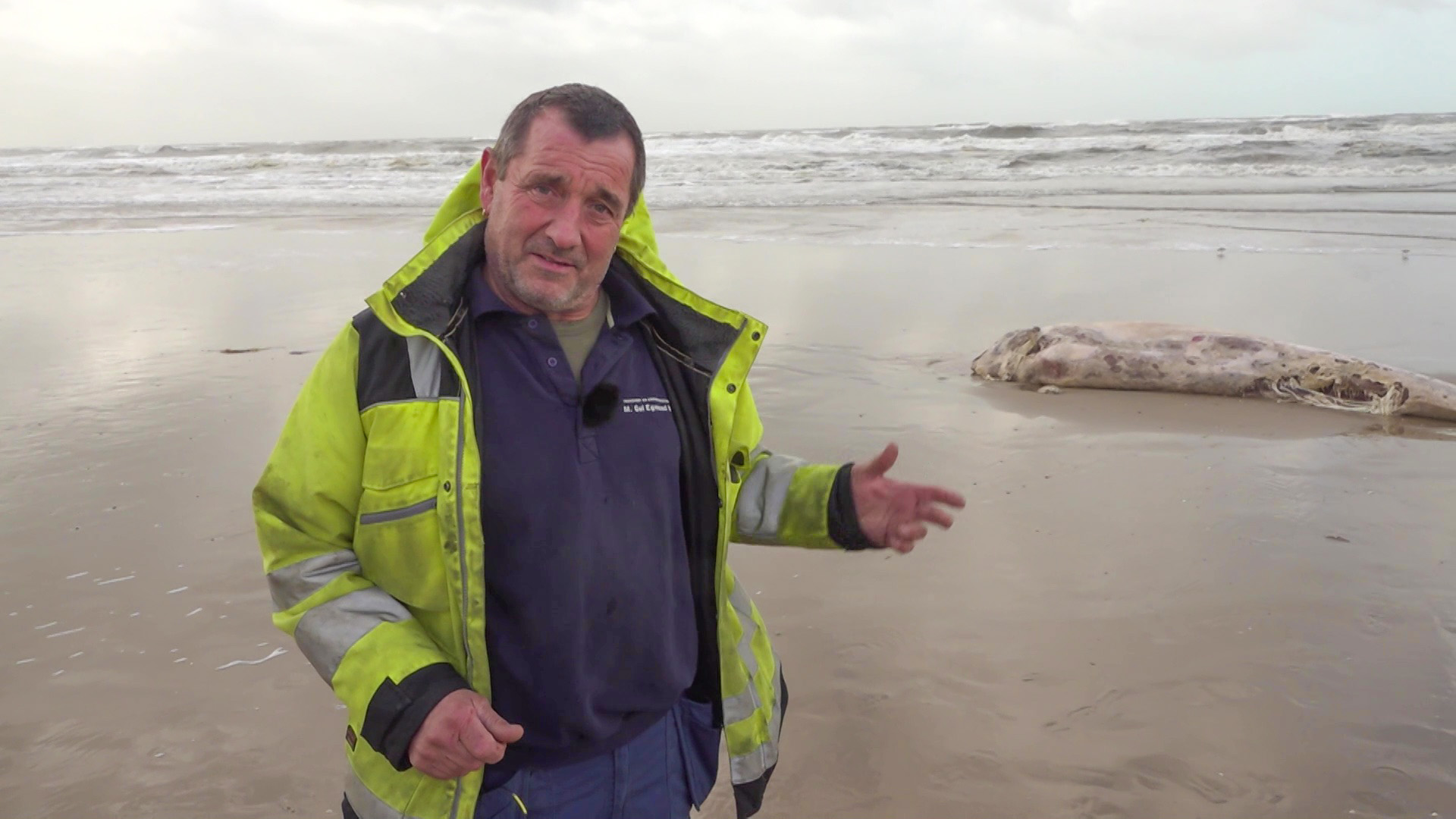 Man in fluorescerende jas op strand wijst naar aangespoelde zeehond, met golven op de achtergrond