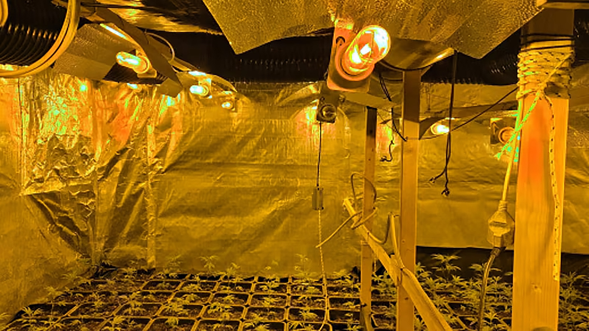 Binnenkant van een kweekruimte met reflecterende folie, ventilatieslangen en gele groeilampen boven jonge plantjes in trays