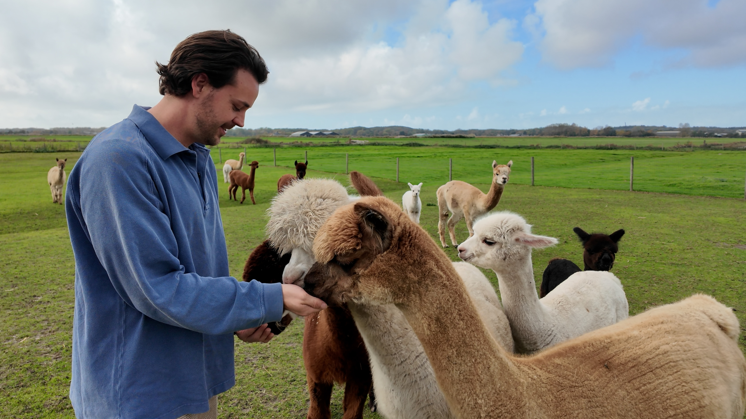Man voert alpaca’s in een groene weide, met meerdere alpaca’s op de achtergrond onder een bewolkte lucht
