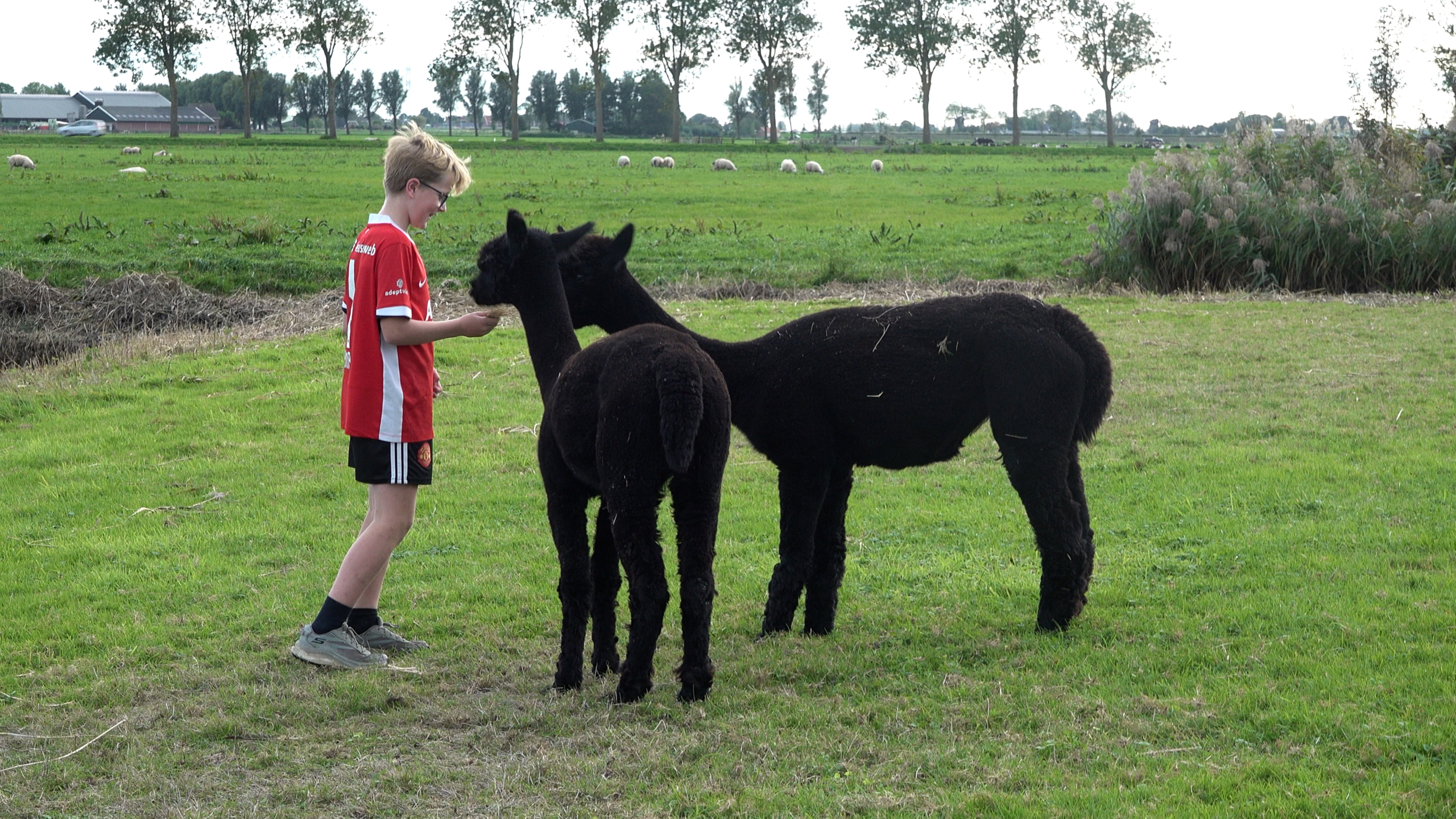 Jongen in rood voetbalshirt voert twee zwarte alpaca’s in een groene weide met schapen op de achtergrond