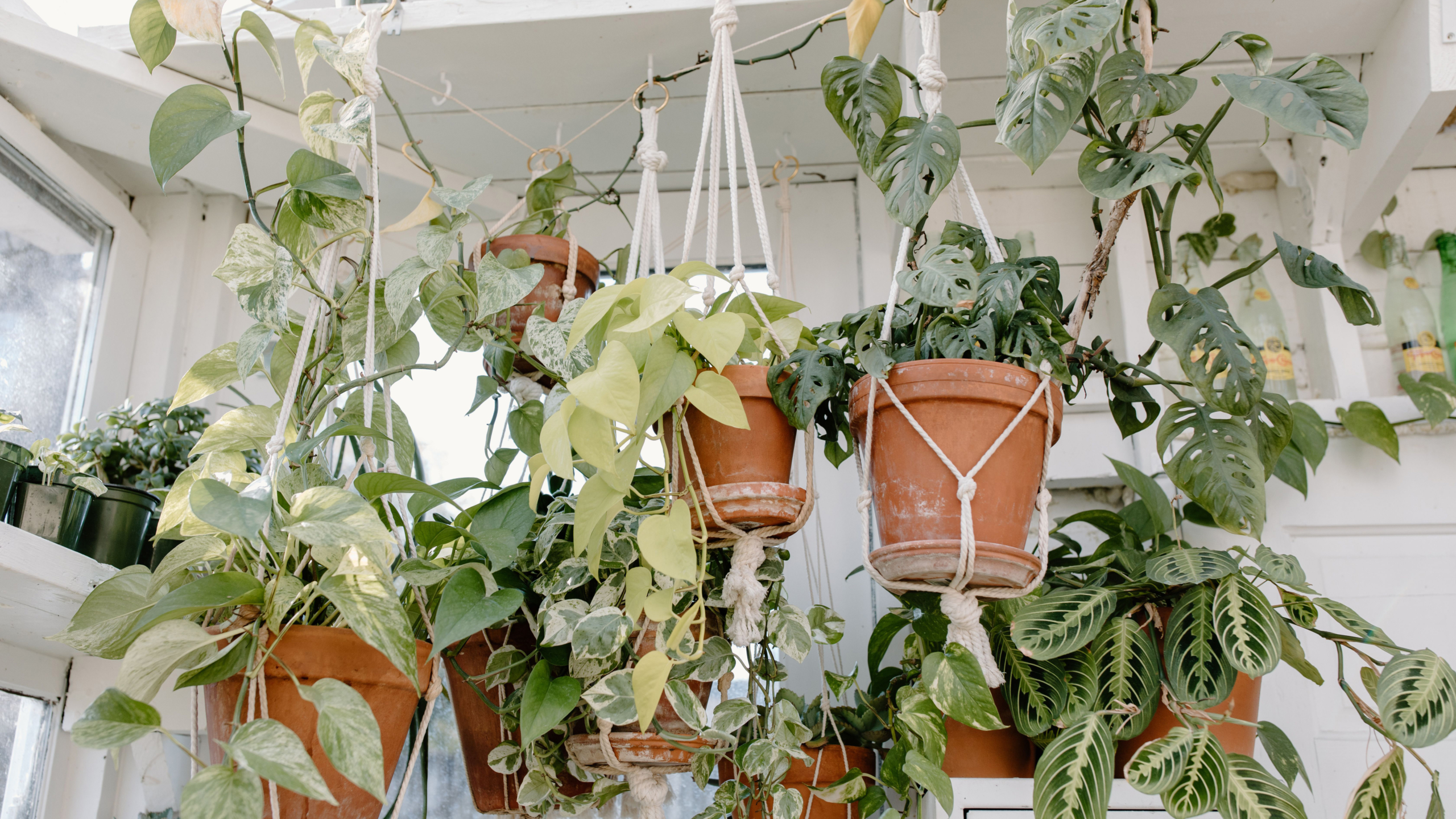 Hangende kamerplanten in terracotta potten met macraméhangers, met weelderige groene en bontgekleurde bladeren
